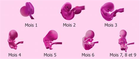 jili86|6semaines de grossesse et pas vu l'embryon .